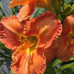 The Adams Family PRIMARY