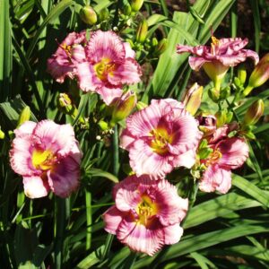 Baby Take a Bow 02 597 x LBB Baby