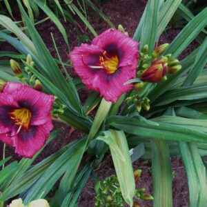 Pompeian Mosaic 08 16A