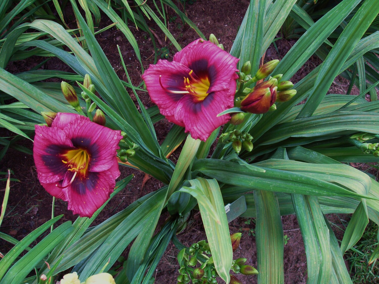 Pompeian Mosaic 08 16A
