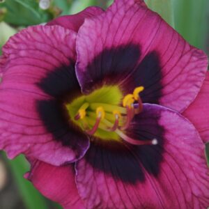 Pompeian MosaicPPRIMARY 08 16 (4)