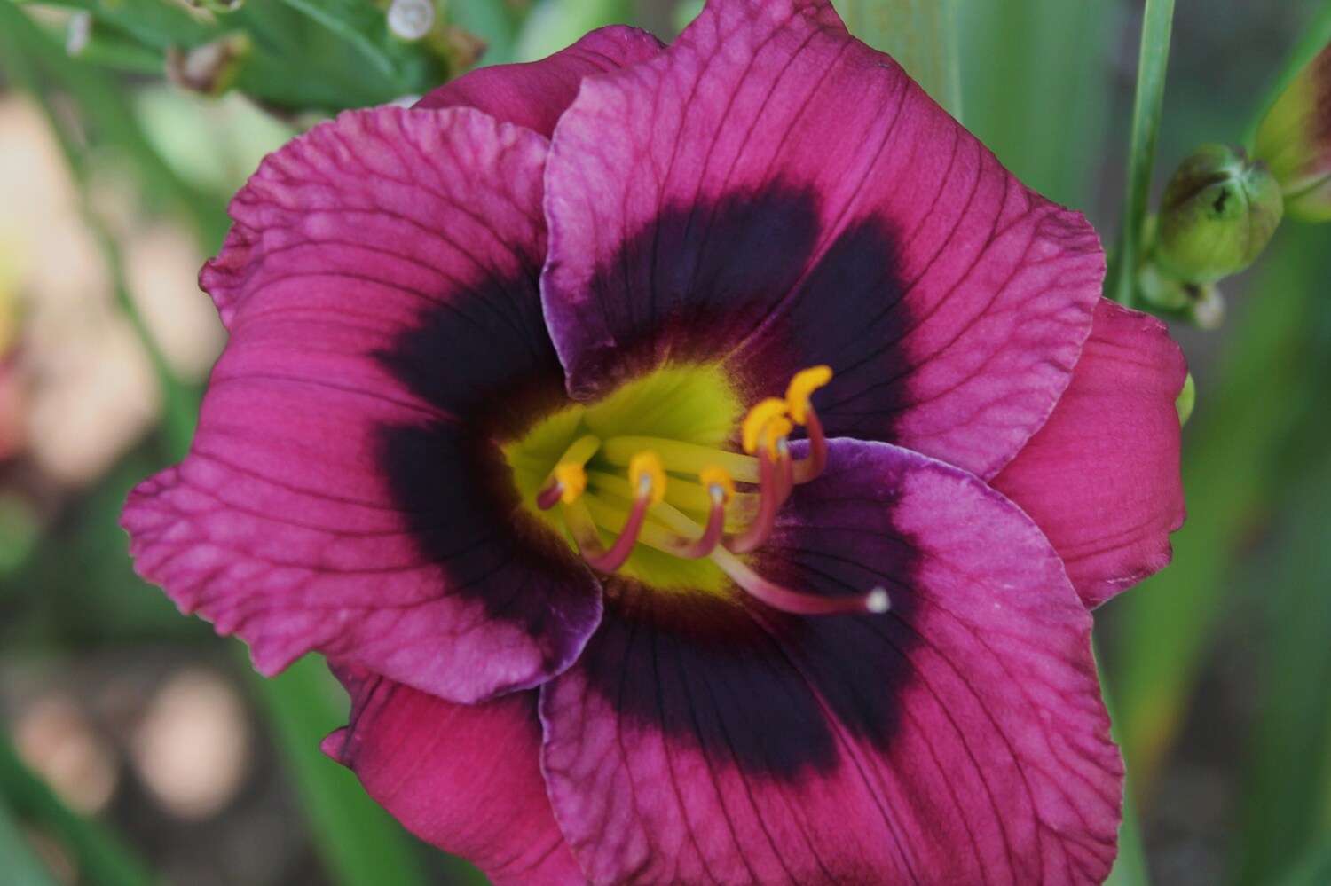 Pompeian MosaicPPRIMARY 08 16 (4)