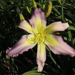 Soothing Soulmate 13 242