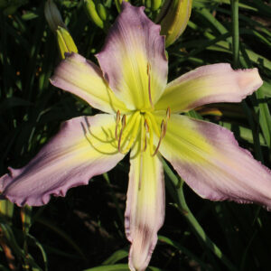 Soothing Soulmate 13 242 cropped