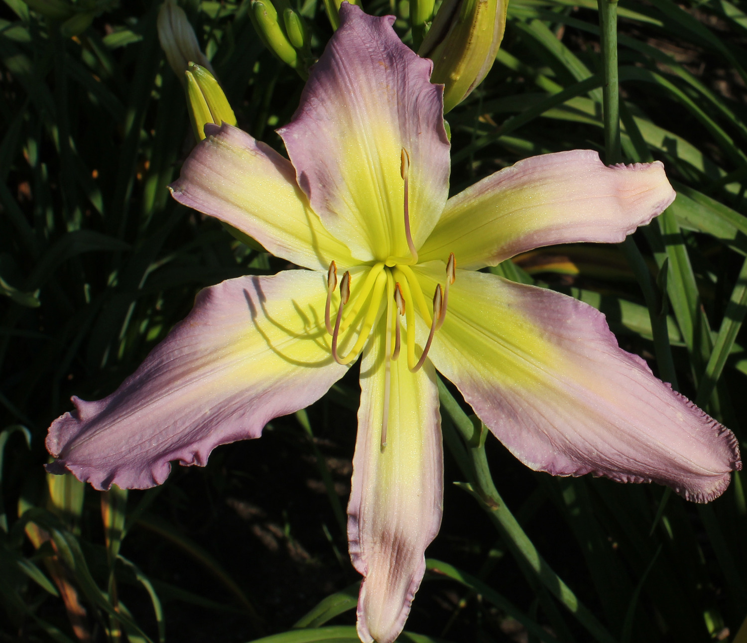 Soothing Soulmate 13 242 cropped