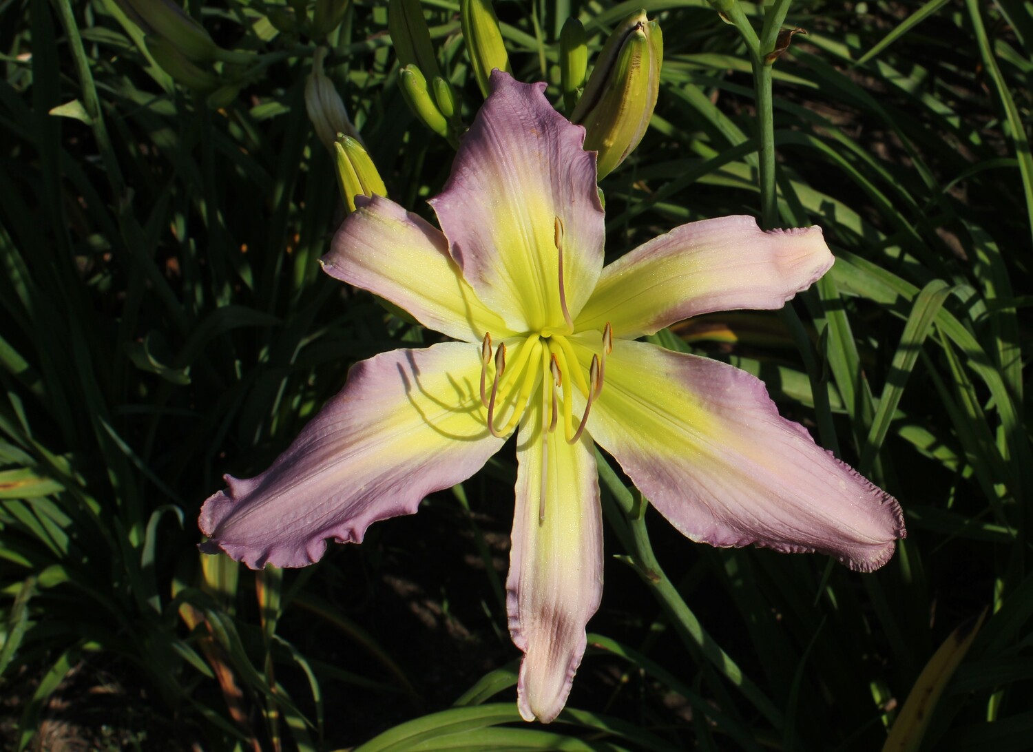 Soothing Soulmate 13 242