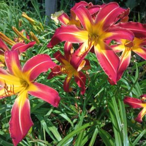 Star Status 3 IMG 20240718 125031859