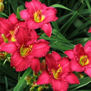 Once Again Red Mittens 10 05 2