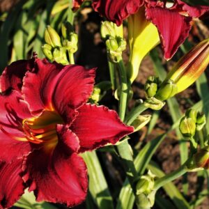 Sams Royal Red 13 110 4 (Emperors Royal Red x 03 989 (2)