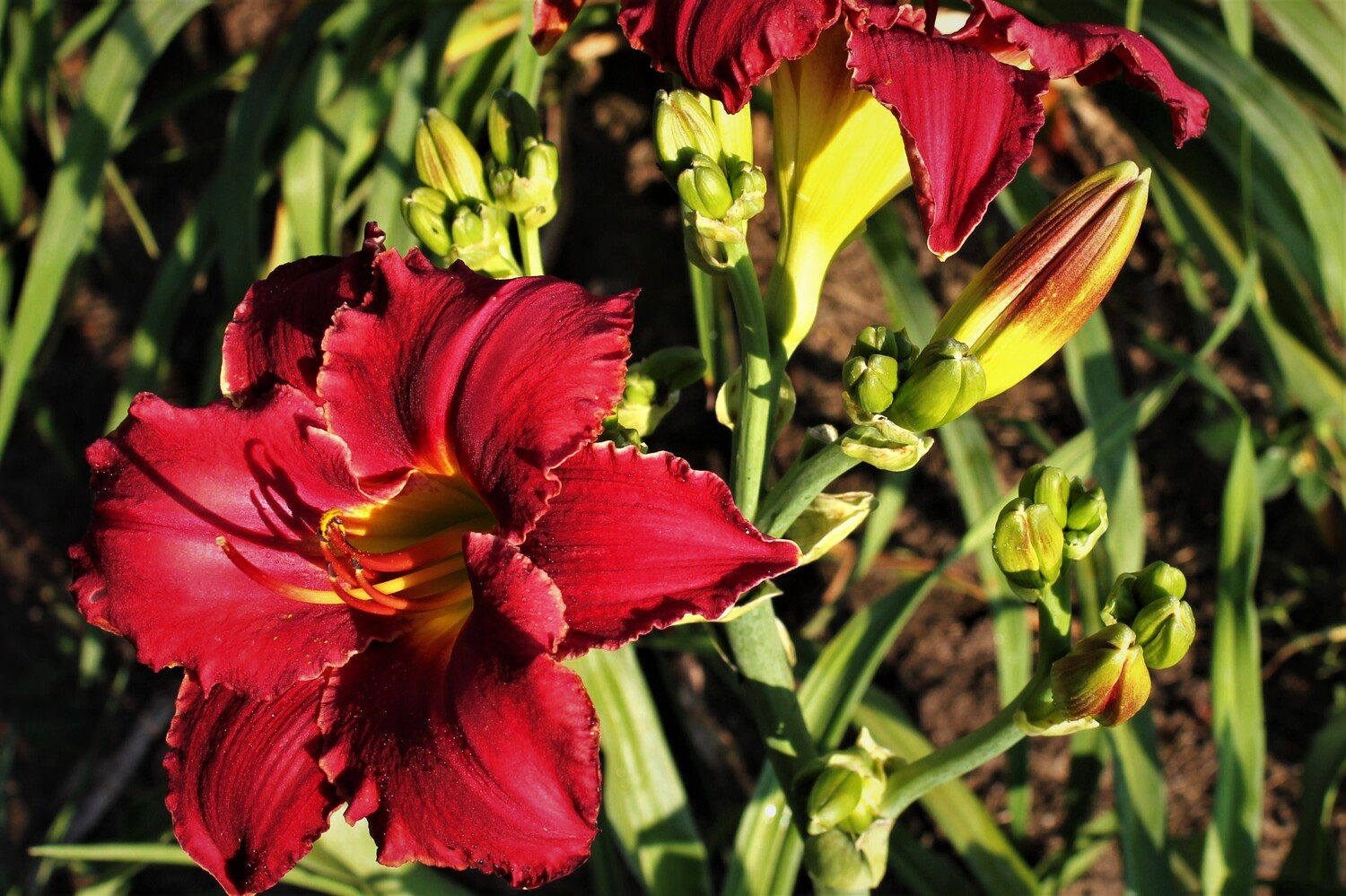 Sams Royal Red 13 110 4 (Emperors Royal Red x 03 989 (2)