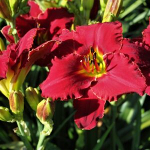 Sams Royal Red 13 110 4 IMG 4193