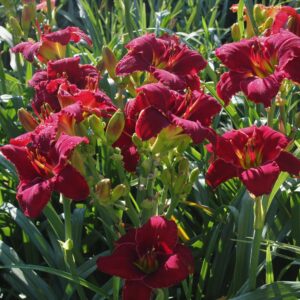 Sams Royal Red 13 110 4IMG 4190