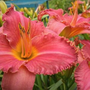 Love is like a Butterfly PRIIMARY