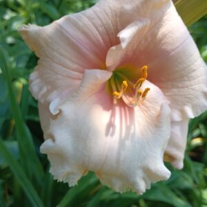 Softly She Whispers PRIMARY