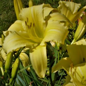 goodness grows 1