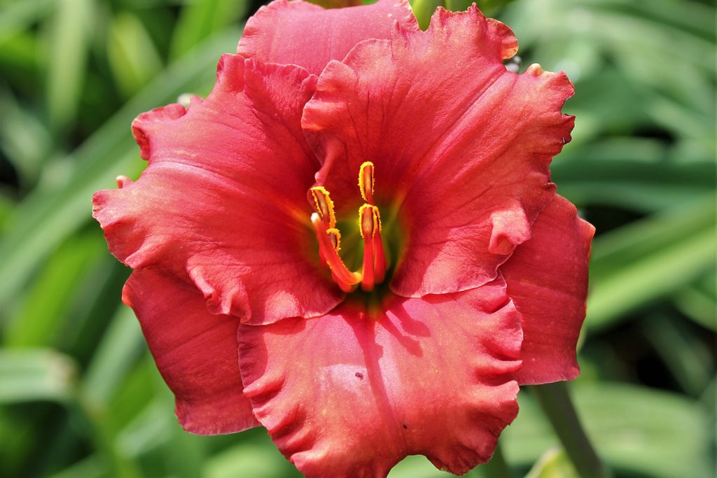 Jacob Randall - Graziano Gardens LLC