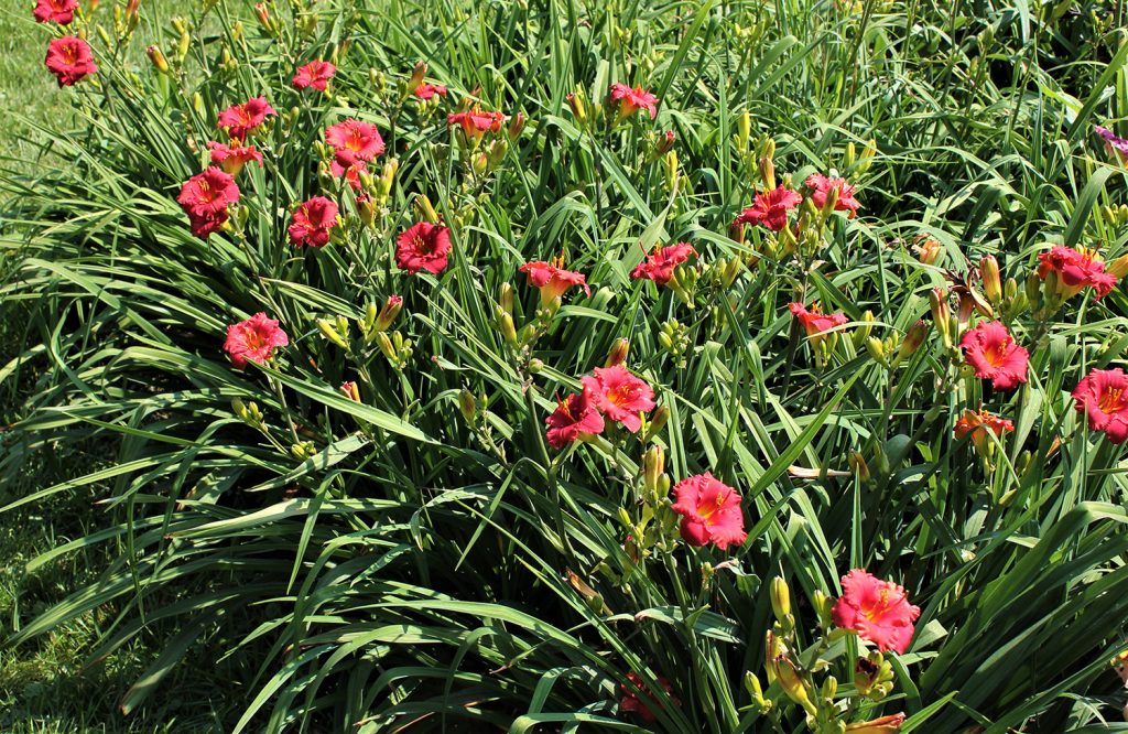 Jacob Randall - Graziano Gardens LLC