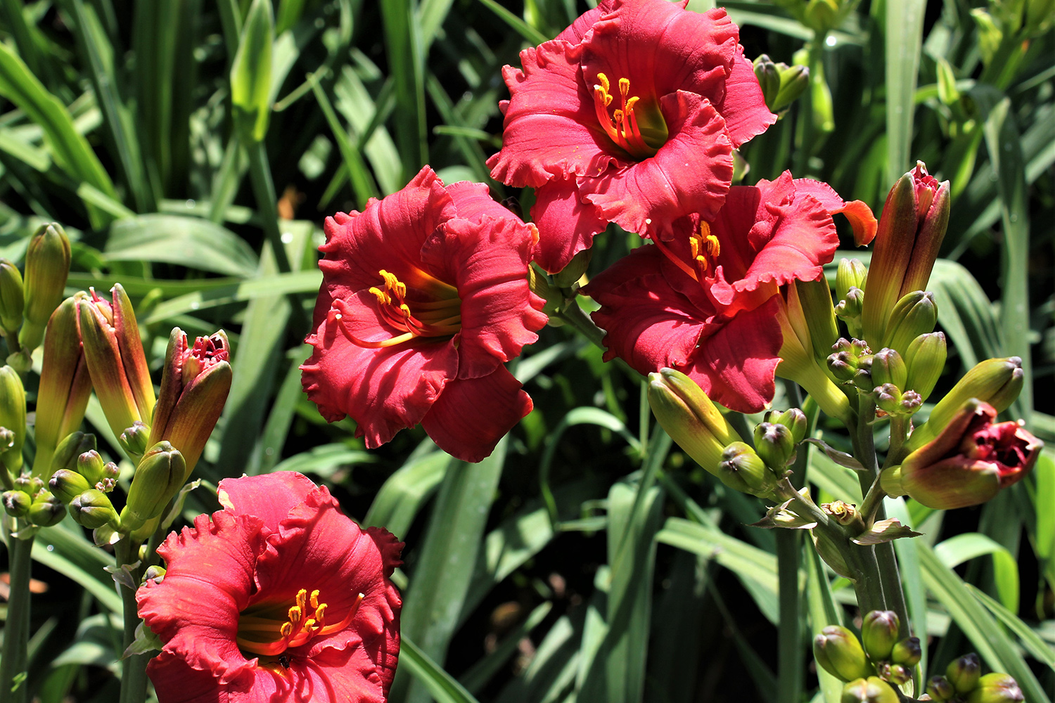 Jacob Randall - Graziano Gardens LLC