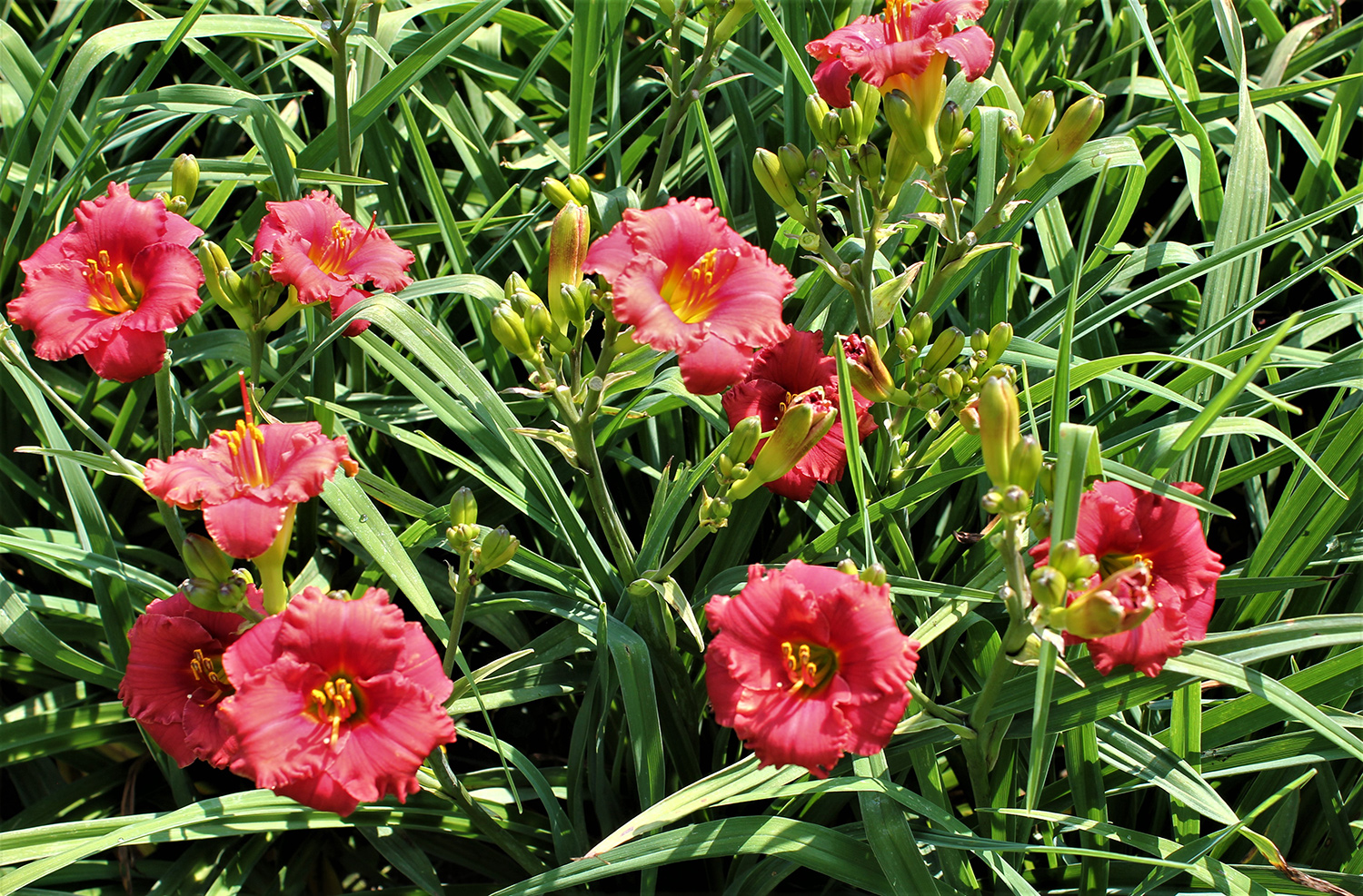 Jacob Randall - Graziano Gardens LLC