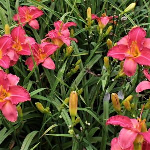 love is like a butterfly1