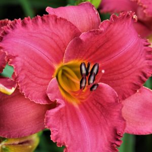 love is like a butterfly2