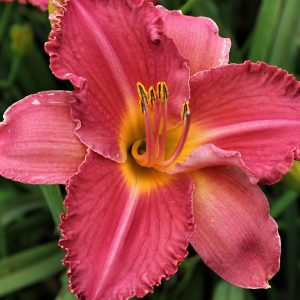 love is like a butterfly3