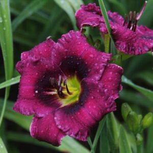 Once Again Purple Puppet 15 52 4IMG 1134