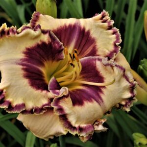 Deliberately Haughty 16 128IMG 2503 2