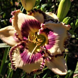 Deliberately Haughty 2