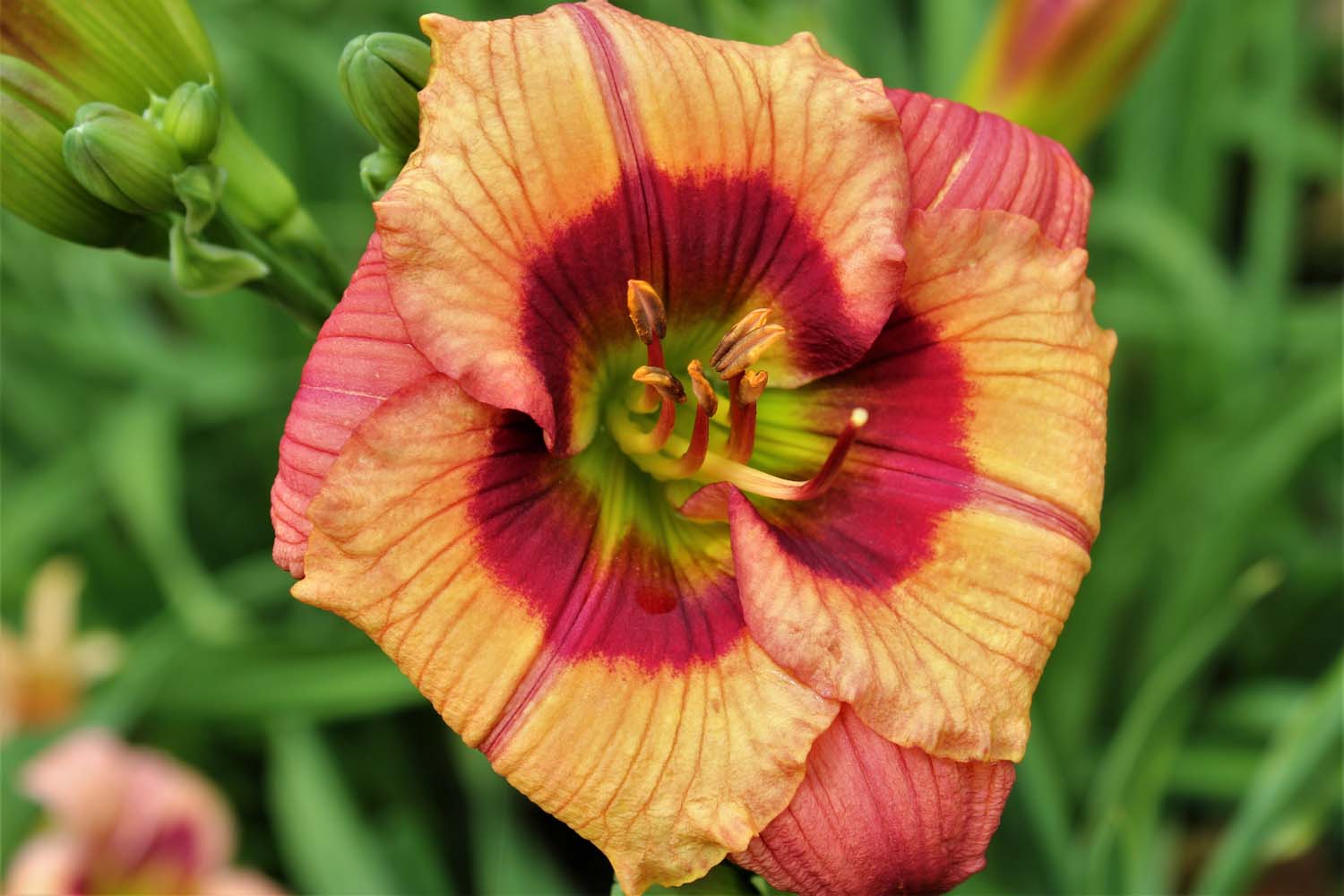 Dipped i Disney 18 71IMG 2672