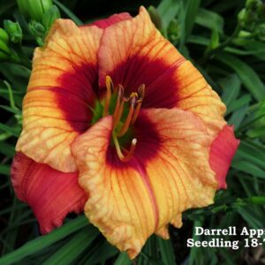 Dipped in Disney 18 71