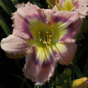 Mom Likes LavenderIMG 3375 2