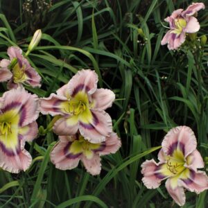 Mom Likes LavenderIMG 3906