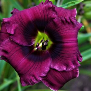 Once Again Purple Puppet