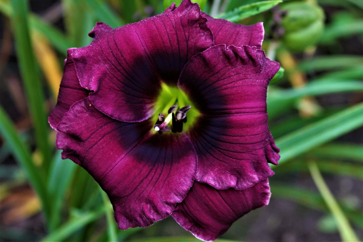 Once Again Purple Puppet
