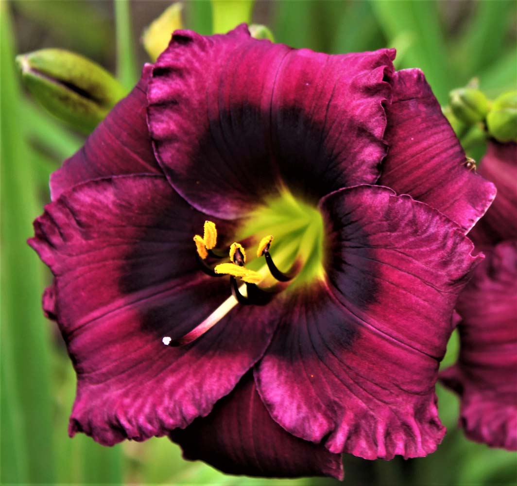 Once Again Purple Puppet 1 1