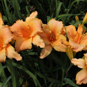 Suntacular IMG 3271