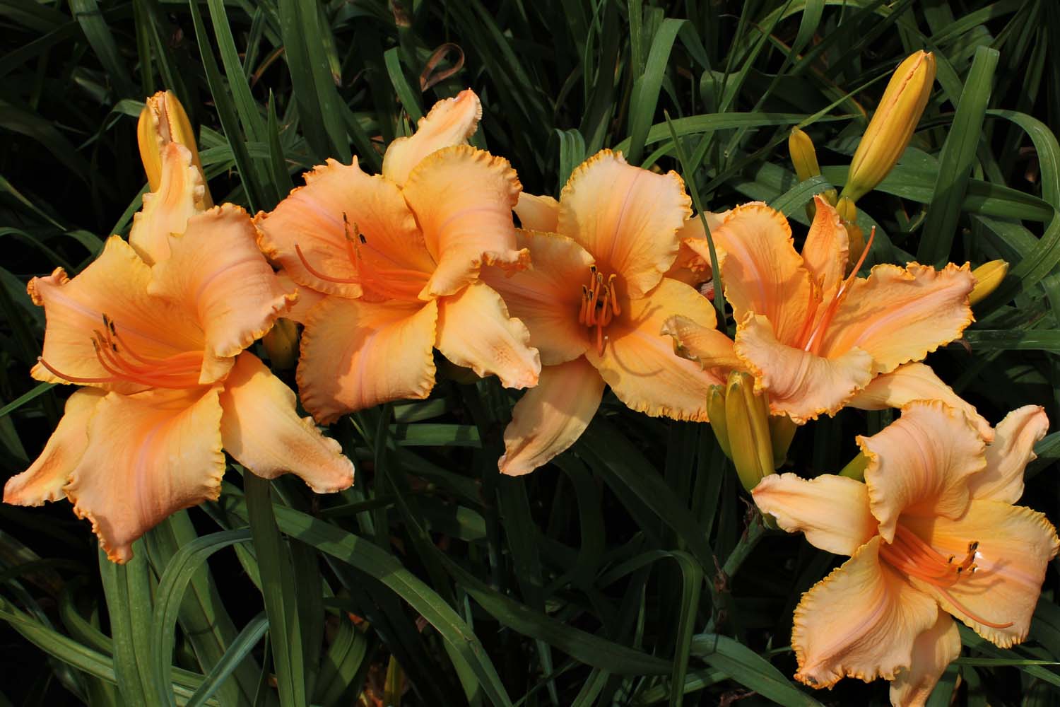 Suntacular IMG 3271