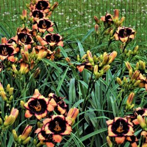 Willie GrayIMG 1867 3