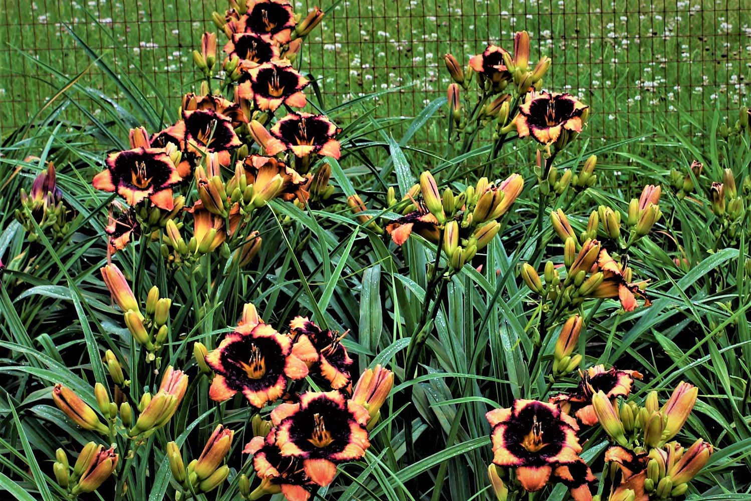 Willie GrayIMG 1867 3