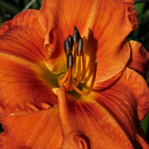 The Adams Family.JPG