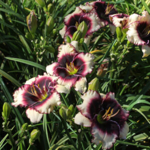 Apps Eye Candy 18 11 (4)