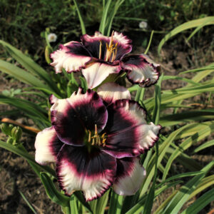 Apps Eye Candy 18 11 Copy