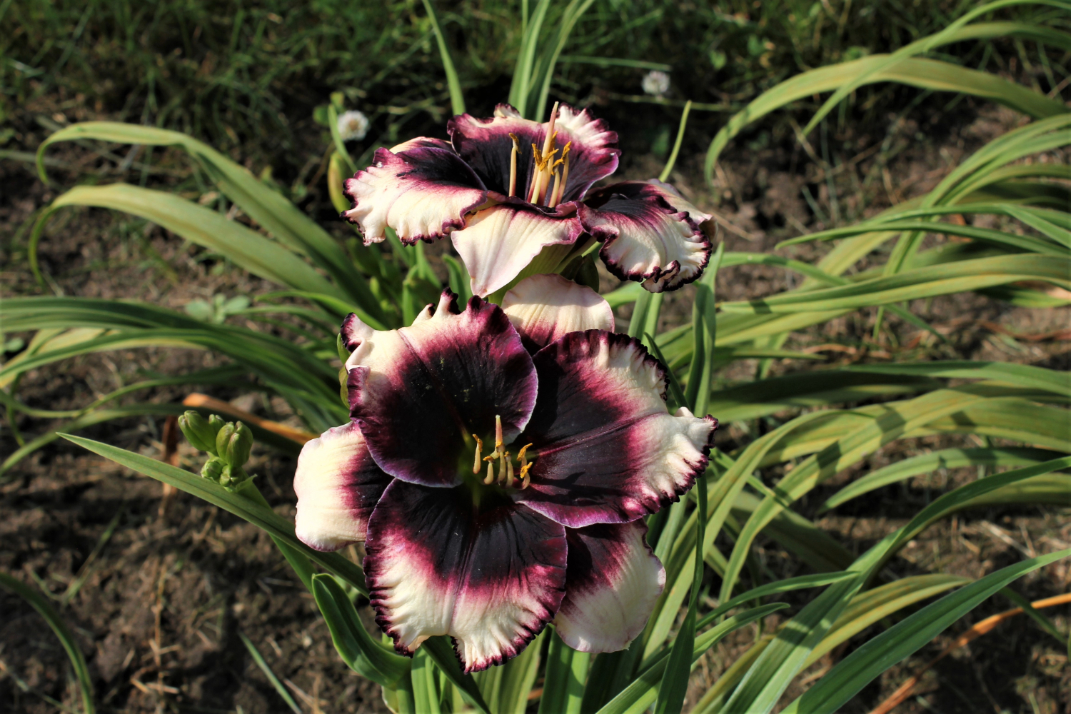 Apps Eye Candy 18 11 Copy