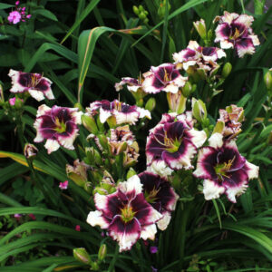 Apps Eye Candy 18 11 IMG 0555