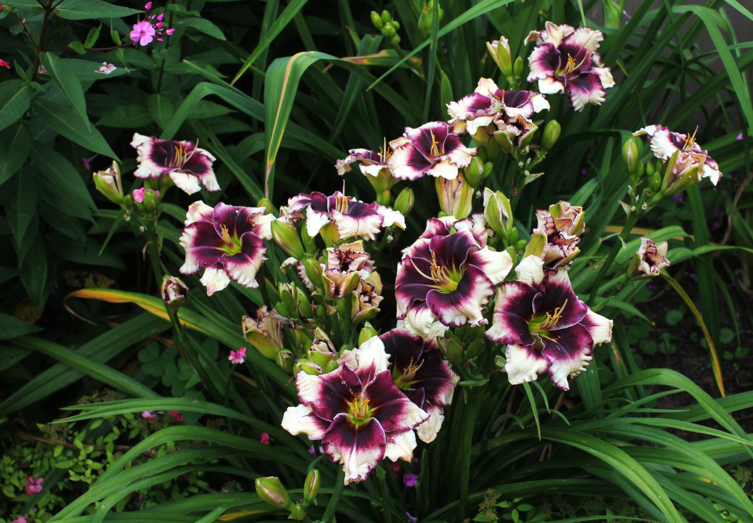 Apps Eye Candy 18 11 IMG 0555