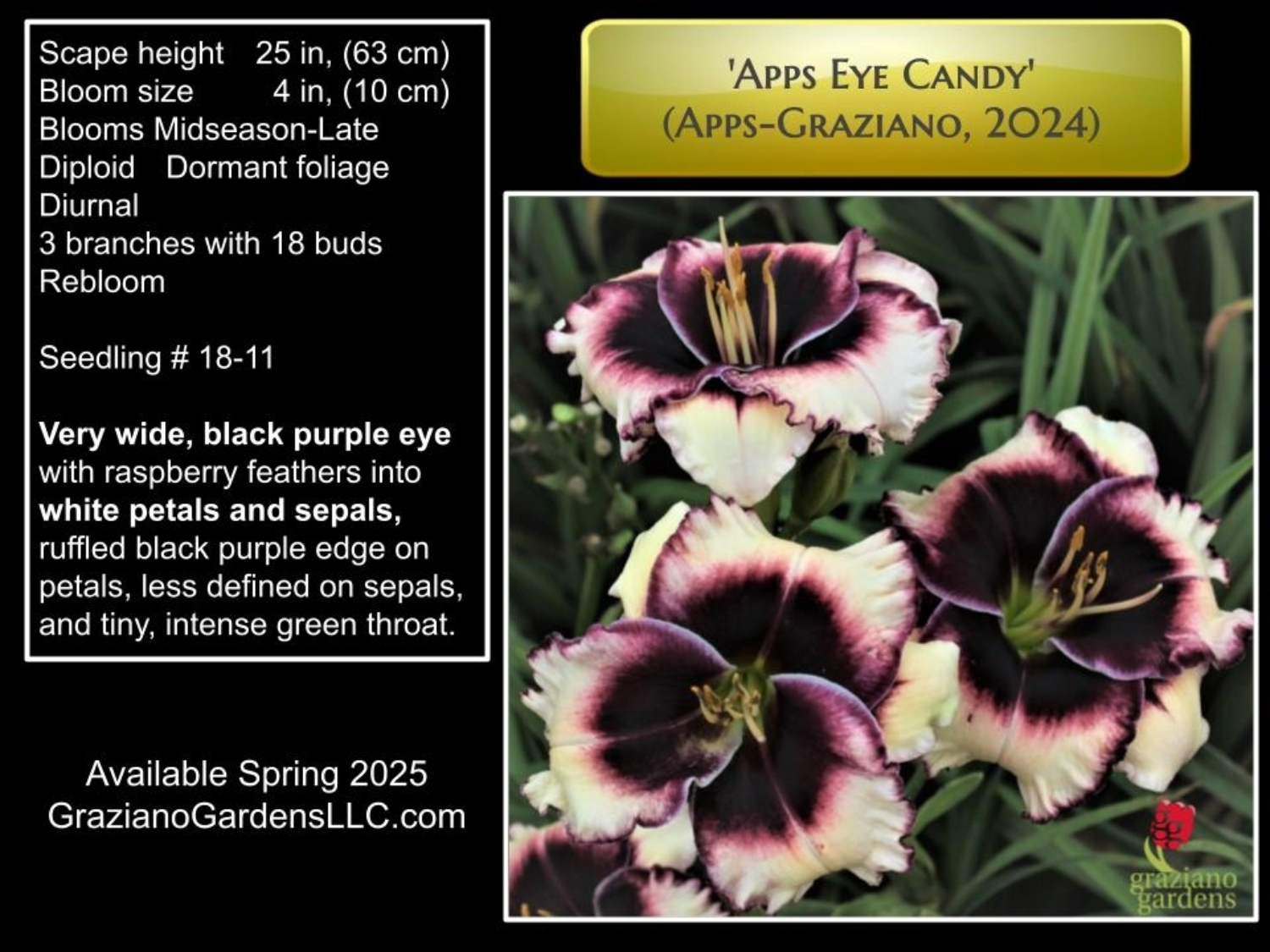 Apps Eye Candy Apps Graziano 2024 Intro