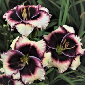 Apps Eye Candy PRIMARY pic 1