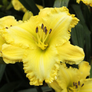 Canaries in Flight 16 190 1 IMG 0997