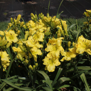 Canaries in Flight 16 190 IMG 0855